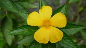 Image cottagegardenschool.co.uk 1974 1746607425455