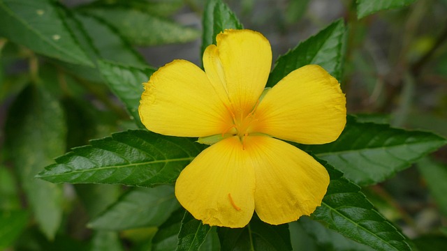 Kèo nhà cái bóng đá Việt Nam: Tìm hiểu về trò chơi online gambling